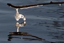 Eisast / f10.0 / 1/2500 sek / 500.0 mm / ISO 400